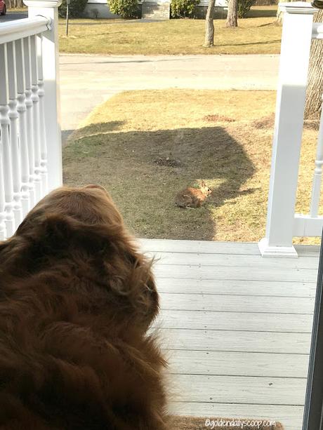 golden retriever dog barking at rabbit on lawn