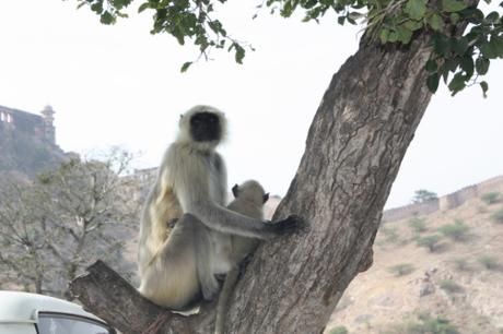 DAILY PHOTO: Grey Langur in a Tree