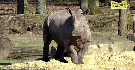 Are Zoos protective ~ Rhino shot dead inside Thoiry zoo
