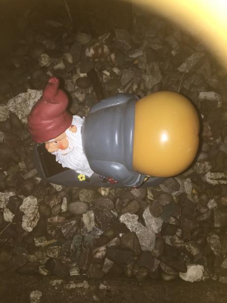 One “cheeky” little gnome
