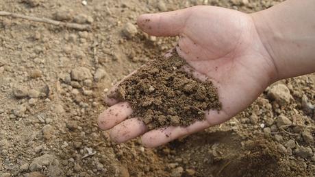 8 steps to create a wildflower meadow in your garden unproductive soil