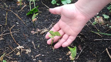 8 steps to create a wildflower meadow in your garden sowing seeds