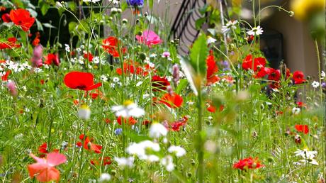 8 steps to create a wildflower meadow in your garden managing a wildflower meadow
