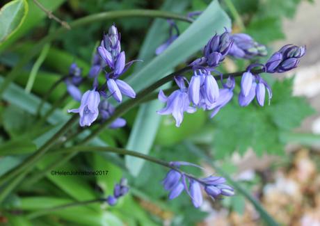 Garden Bloggers Bloom Day: April 2017
