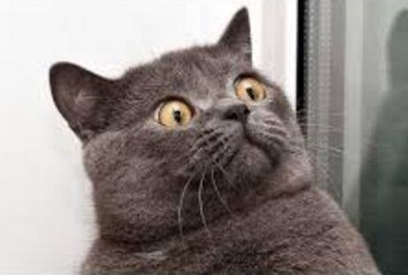 Ten Very Smelly Cats That Have Just Broken Wind Cat That Has Just Broken Wind