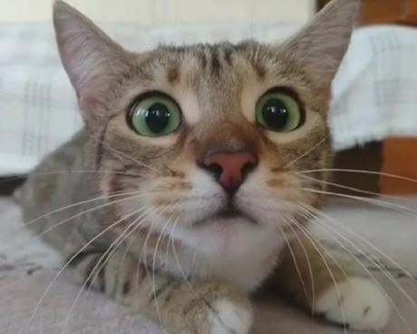 Ten Very Smelly Cats That Have Just Broken Wind Cat That Has Just Broken Wind