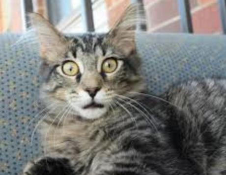 Ten Very Smelly Cats That Have Just Broken Wind Cat That Has Just Broken Wind