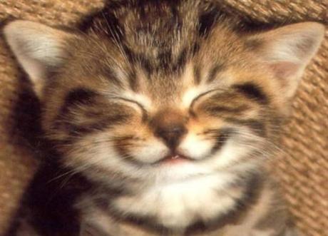 Ten Very Smelly Cats That Have Just Broken Wind Cat That Has Just Broken Wind