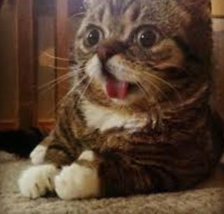 Ten Very Smelly Cats That Have Just Broken Wind Cat That Has Just Broken Wind