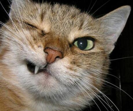 Ten Very Smelly Cats That Have Just Broken Wind Cat That Has Just Broken Wind