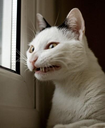 Ten Very Smelly Cats That Have Just Broken Wind Cat That Has Just Broken Wind