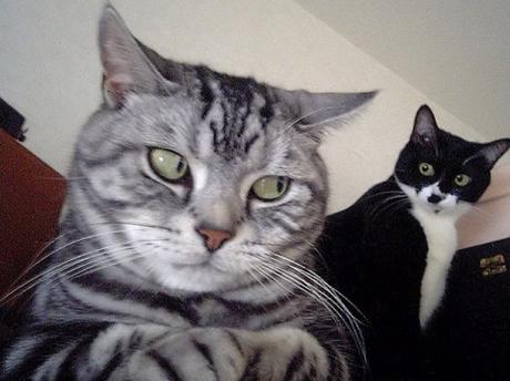 Ten Very Smelly Cats That Have Just Broken Wind Cat That Has Just Broken Wind