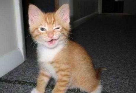 Ten Very Smelly Cats That Have Just Broken Wind Cat That Has Just Broken Wind