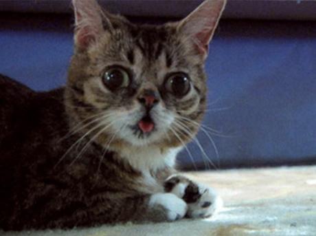 Ten Very Smelly Cats That Have Just Broken Wind Cat That Has Just Broken Wind