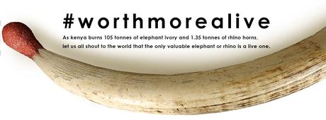 Kenya ivory burning #worthmorealive Kenya ivory burning #worthmorealive