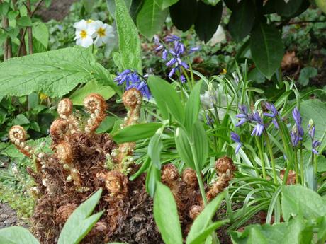 Woodland flowers bluebells primulas
