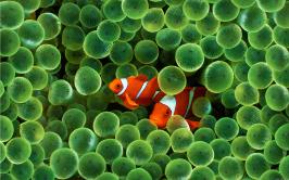 Noses baffled by ocean acidification Noses baffled by ocean acidification