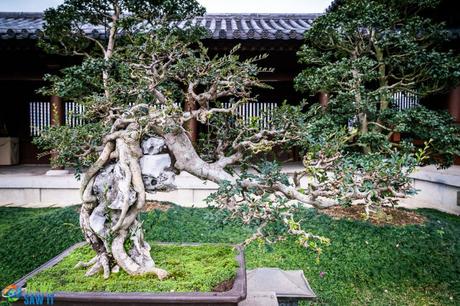 Incredible display of Bonsai trees