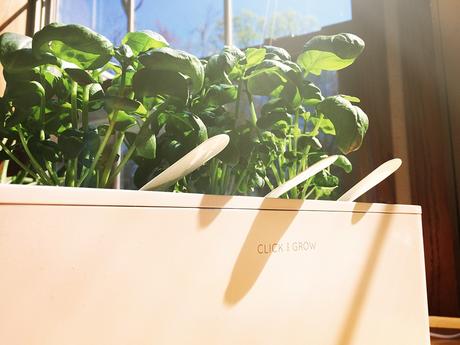 Taking a look at the Smart Garden by Click & Grow Picture