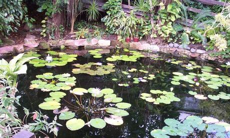 Leave no stone unturned when making your garden wildlife friendly pond