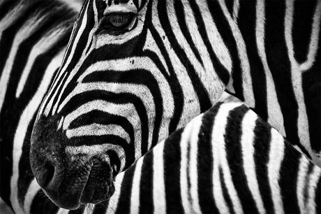 Love zebra skin furniture…but is it ethical?
