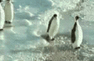  animated animals walking penguin wildlife GIF