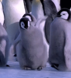  dance party penguin GIF