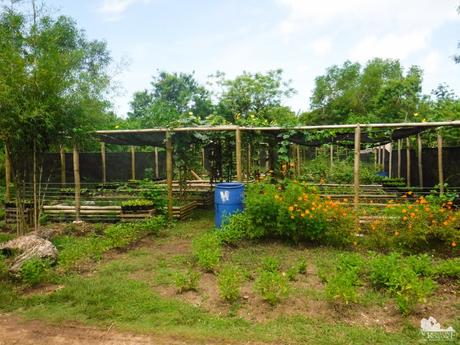 21 Exciting Things to Do in Bluewater Panglao Beach Resort Bluewater Panglao Beach Resort nursery