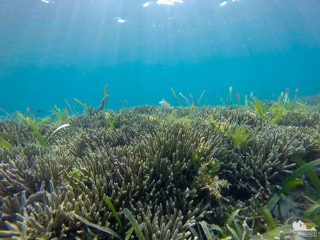 21 Exciting Things to Do in Bluewater Panglao Beach Resort Bluewater Panglao Beach Resort Snorkeling