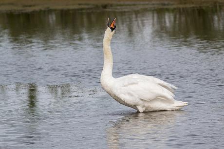 Mute swan throwing back its head