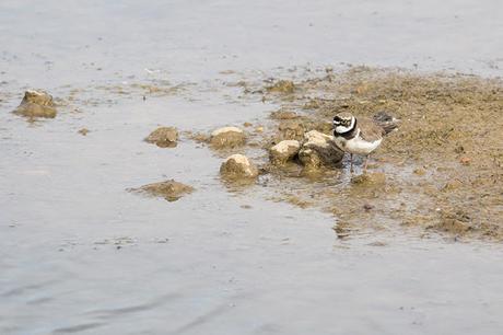 Little Ringed Plover by Rocks