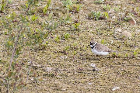 Another Little Ringed Plover photo