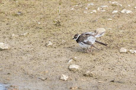 Shaking off the excess water - Little Ringed Plover