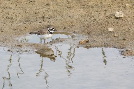 Wading the pools - Little Ringed Plover