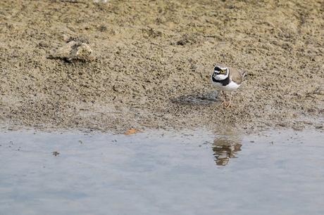 peering in the water - Little Ringed Plover