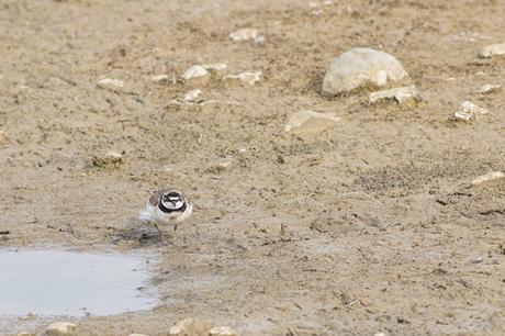 Rule of Thirds - Little Ringed Plover