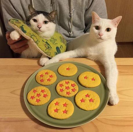 Top 10 Cats That Think They Have Hit the Jackpot Cat Winning