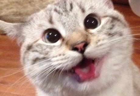 Top 10 Cats That Think They Have Hit the Jackpot Top 10 Cats That Think They Have Hit the Jackpot