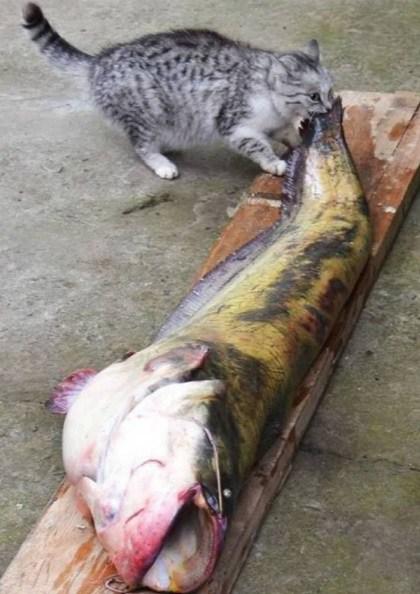 Top 10 Cats That Think They Have Hit the Jackpot Cat Winning