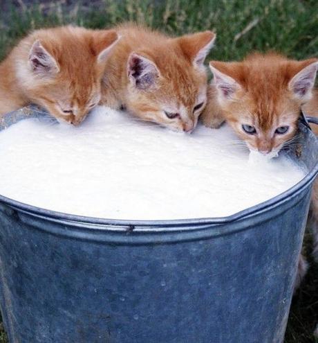 Top 10 Cats That Think They Have Hit the Jackpot Cat Winning