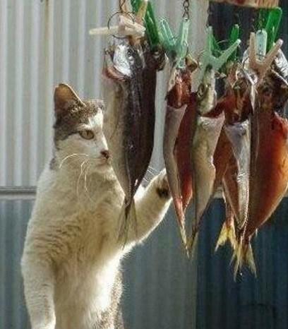 Top 10 Cats That Think They Have Hit the Jackpot Cat Winning