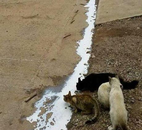 Top 10 Cats That Think They Have Hit the Jackpot Cat Winning