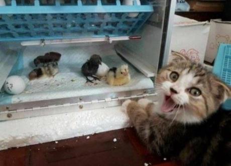 Top 10 Cats That Think They Have Hit the Jackpot Cat Winning