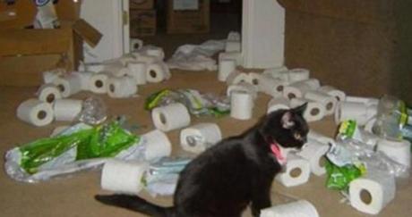 Top 10 Cats That Think They Have Hit the Jackpot Cat Winning