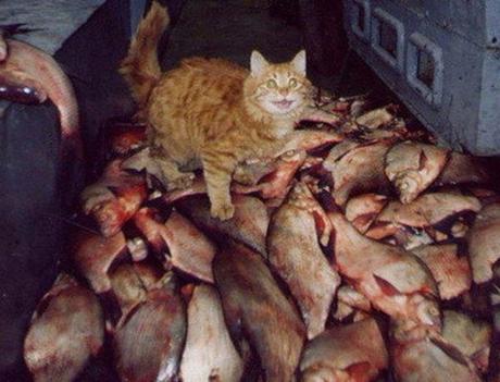 Top 10 Cats That Think They Have Hit the Jackpot Cat Winning