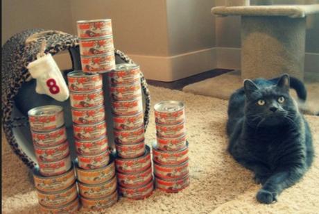 Top 10 Cats That Think They Have Hit the Jackpot Cat Winning