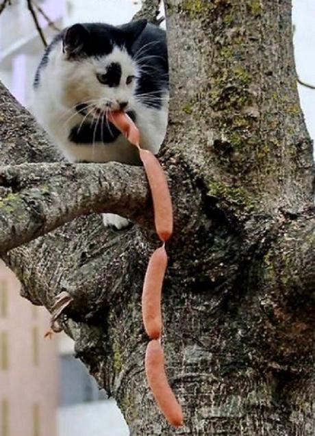 Top 10 Cats That Think They Have Hit the Jackpot Cat Winning