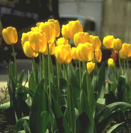 Join The Tulip Time Festival In Holland, Michigan