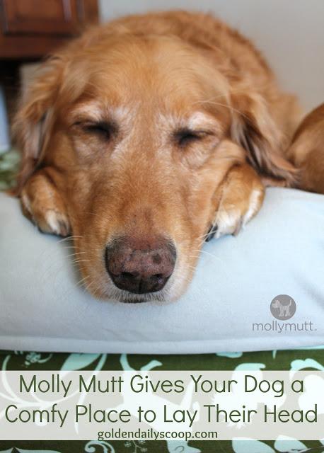 Molly Mutt Gives Your Dog A Comfy Place To Lay Their Head