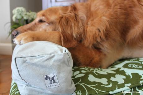 golden retriever dog laying on Molly Mutt bed and pillow pack